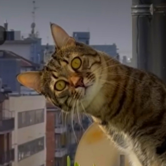 Meet your Posher, Loralie - Picture 1 of 1